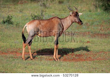 Rare tsessebe antelope (Damaliscus lunatus), South Africa