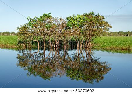 Trees with reflections, Yellow water billabong, Kakadu National Park, Northern Territory, Australia