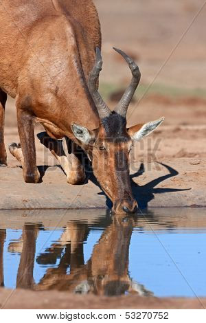 Red hartebeest (Alcelaphus buselaphus) drinking water, South Africa