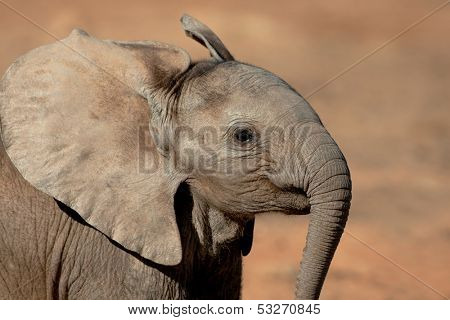 Portrait of a young African elephant (Loxodonta africana), Addo Elephant park, South Africa