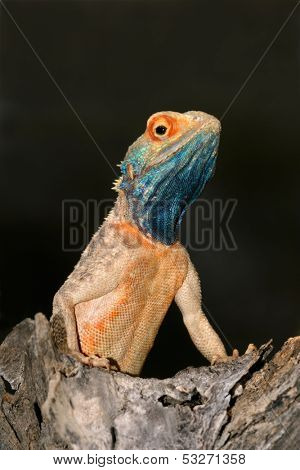 Male ground agama (Agama aculeata) in bright breeding colors, Kalahari desert, South Africa