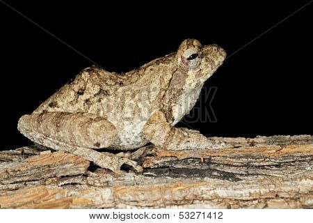 Foam nest frog (Chiromantis xerampelina) camouflaged on the bark of a tree, South Africa