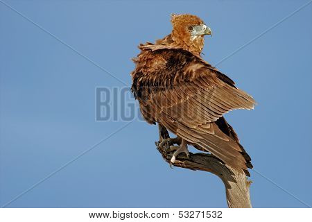 Immature Bateleur eagle (Terathopius ecaudatus) perched on a branch, Kalahari, South Africa