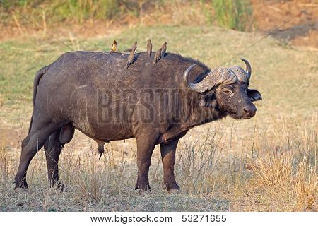 African or Cape buffalo bull (Syncerus caffer), Kruger National park, South Africa