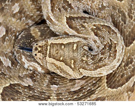 Close-up of a curled up puff adder (Bitis arietans) snake