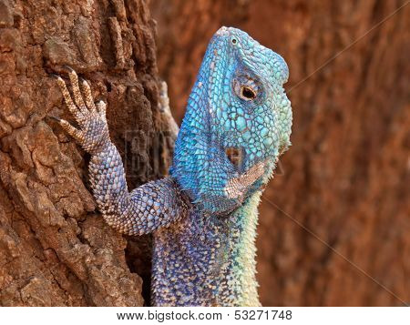 Male tree agama (Acanthocercus atricollis) in bright breeding colors, Kruger National Park, South Africa