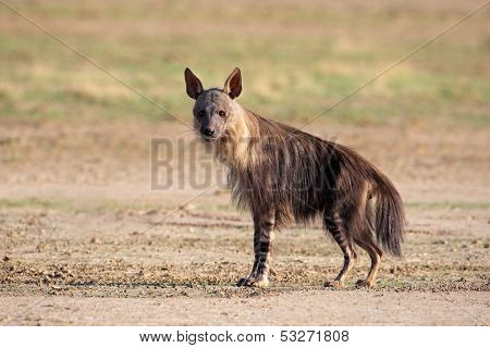 Brown hyena (Hyaena brunnea), Kalahari desert, South Africa