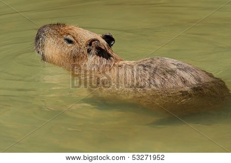 Capybara (Hydrochoerus hydrochaeris) swimming in water, South America