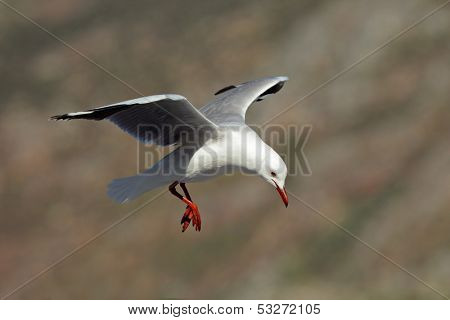A Hartlaubs gull (Larus hartlaubii) in flight, South Africa
