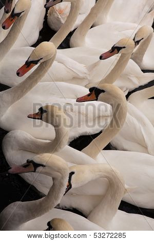 A Concentration of Swans