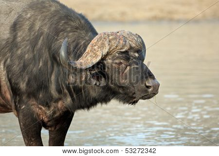 Portrait of an African or Cape buffalo (Syncerus caffer), South Africa