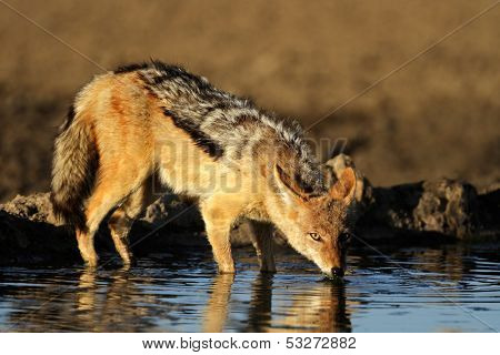 A black-backed Jackal (Canis mesomelas) drinking water, Kalahari desert, South Africa