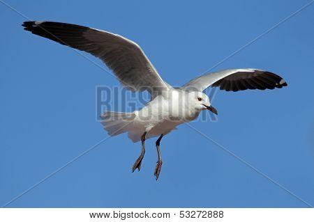 A Hartlaub's gull (Larus hartlaubii) in flight, South Africa