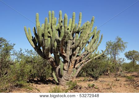 Large toothpick cactus (Stetsonia coryne), Argentina, South America