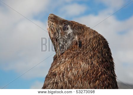 Portrait of a brown (Cape) fur seal (Arctocephalus pusillus), South Africa
