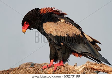 Bateleur eagle (Terathopius ecaudatus) perched on a branch, Kruger National Park, South Africa