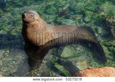 Brown (Cape) fur seal (Arctocephalus pusillus) in shallow water, South Africa