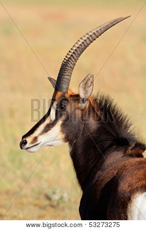 Portrait of a rare sable antelope (Hippotragus niger), South Africa