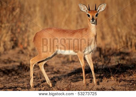 Alert male steenbok antelope (Raphicerus campestris), South Africa