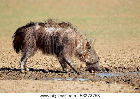 A brown hyena (Hyaena brunnea) drinking water, Kalahari desert, South Africa
