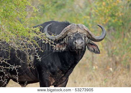 African or Cape buffalo bull (Syncerus caffer), South Africa
