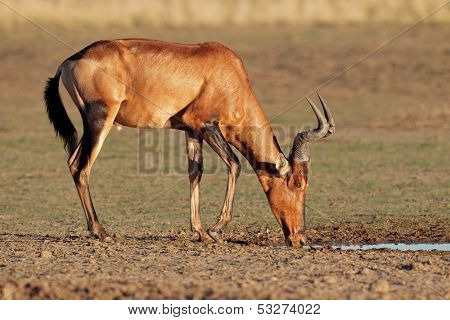 Red hartebeest (Alcelaphus buselaphus) drinking water, Kalahari, South Africa