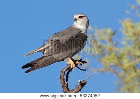 Black-shouldered kite (Elanus caeruleus) perched on a branch, Kalahari, South Africa
