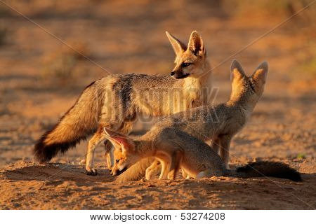 Cape foxes (Vulpes chama) at their den in early morning light, (Kalahari desert, South Africa