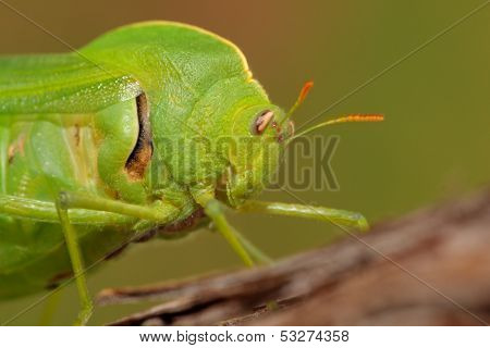 Portrait of a green bladder grasshopper (Bullacris intermedia), South Africa