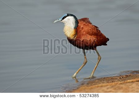 African Jacana (Actophilornis africana), Kruger National Park, South Africa