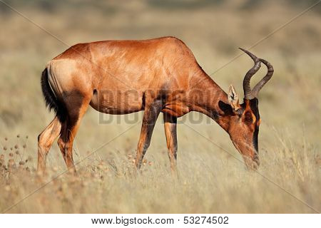 Red hartebeest (Alcelaphus buselaphus), Kalahari desert, South Africa