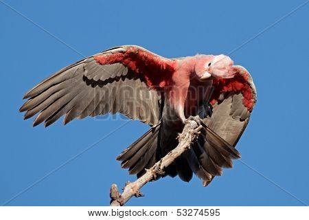 Galah Cockatoo (Cacatua roseicapilla), Kakadu National Park, Northern territory, Australia