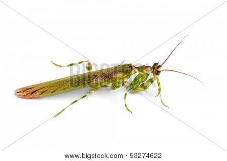 African flower mantid (Harpagomantis tricolor) on white 