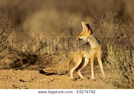 Cape fox (Vulpes chama), Kalahari desert, South Africa 