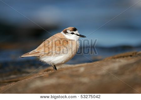 White-fronted plover (Charadrius marginatus) on coastal rocks, South Africa 