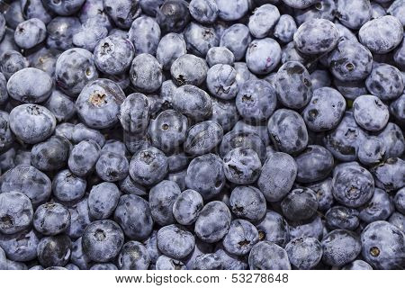 blueberry background