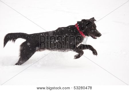 Happy black dog playing in deep snow in heavy snow fall