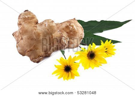 tubers and flowers of jerusalem artichoke