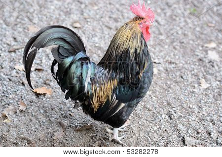 Big Black Cock