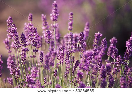 Lavender flowers in the field
