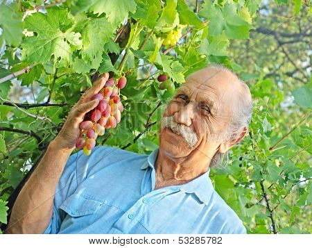 Elderly Happy Man Holds A Ripe Grape.