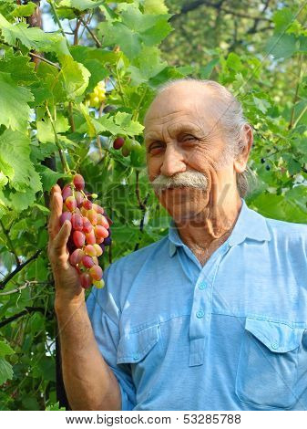 Happy Elderly Man Holds A Ripe Grape.