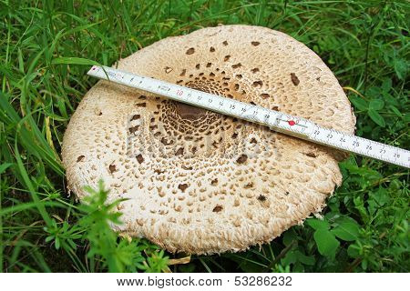 Parasol (Macrolepiota procera) mushroom
