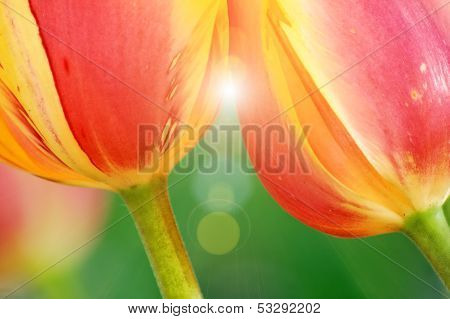 Tulips