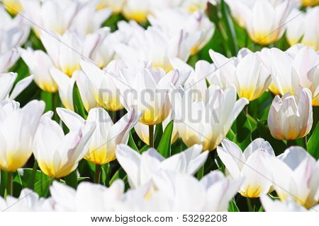White Tulips