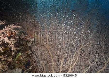 ซีแฟนและ Glassfish