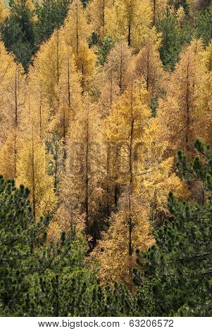 Yellow Trees In Autumn Forest