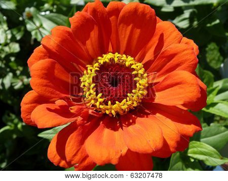 Orange flower