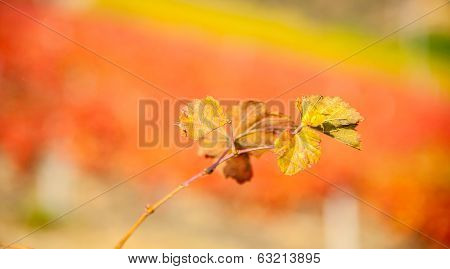 Vineyard leaf in autumn season