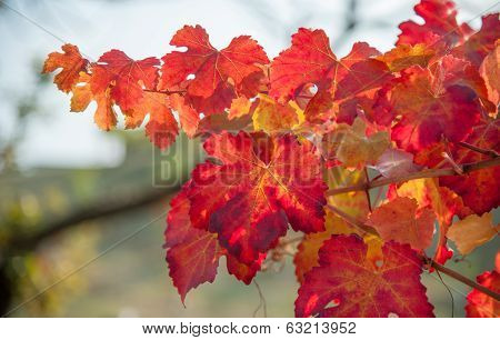 Vineyard leaf in autumn season